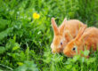 castração de coelhos
