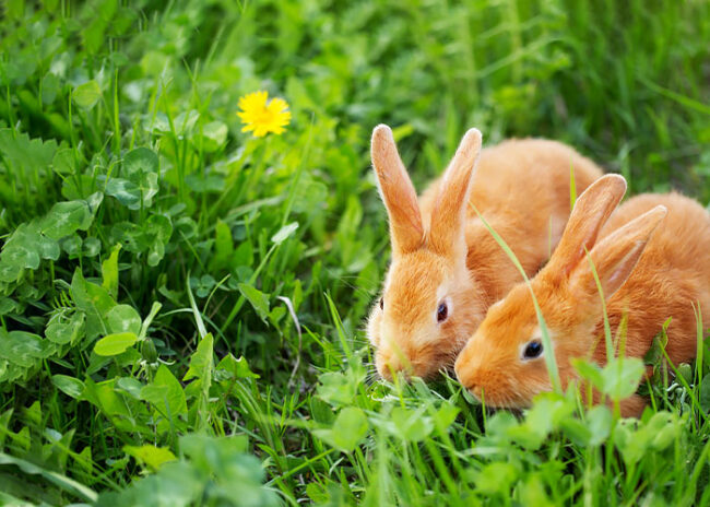 castração de coelhos