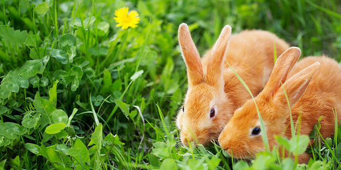 castração de coelhos