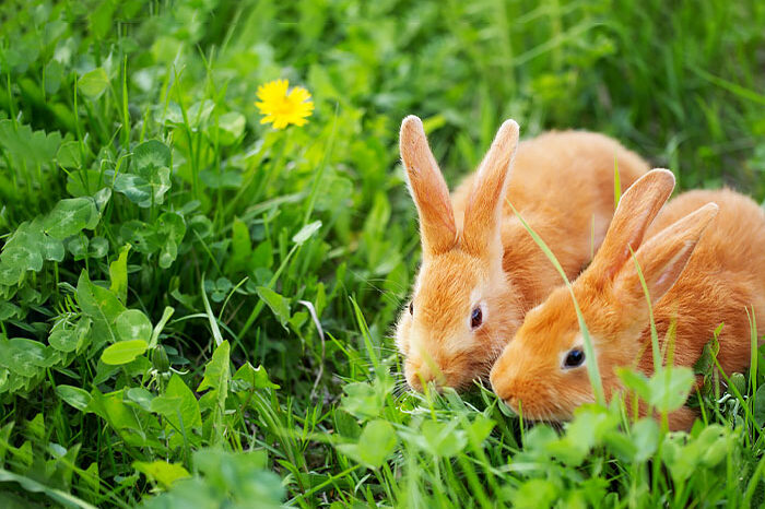 castração de coelhos